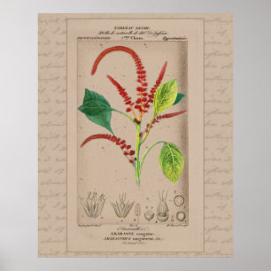 Poster Illustration Botanique Française Amaranthus 24X30
