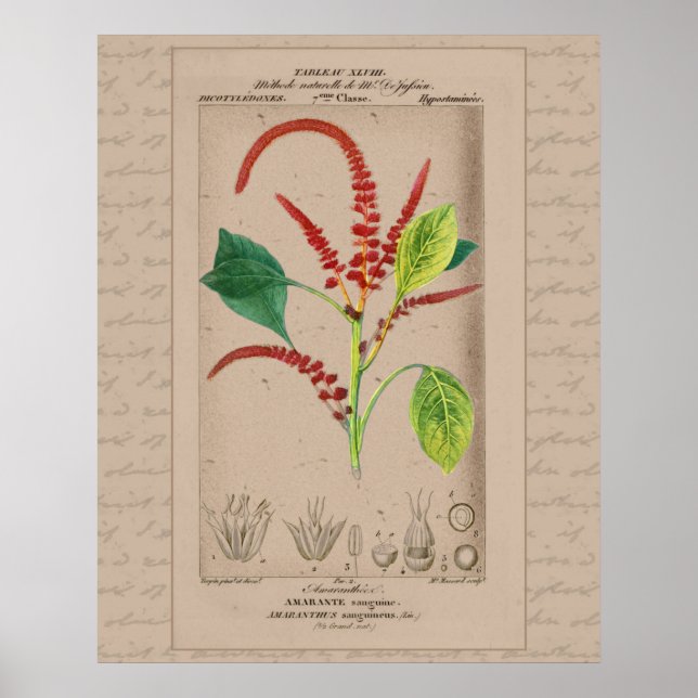 Poster Illustration Botanique Française Amaranthus 24X30 (Devant)
