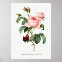Illustration botanique rose et papillon