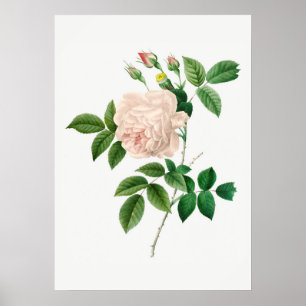 Poster Illustration botanique rose pâle (sans texte)
