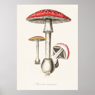 Poster Illustration botanique vintage