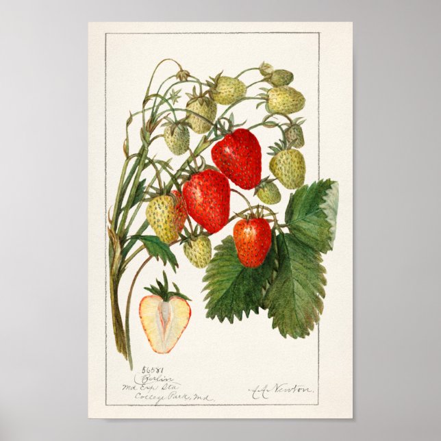 Poster Illustration botanique vintage (Devant)
