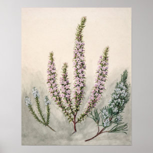 Poster Illustration botanique vintage