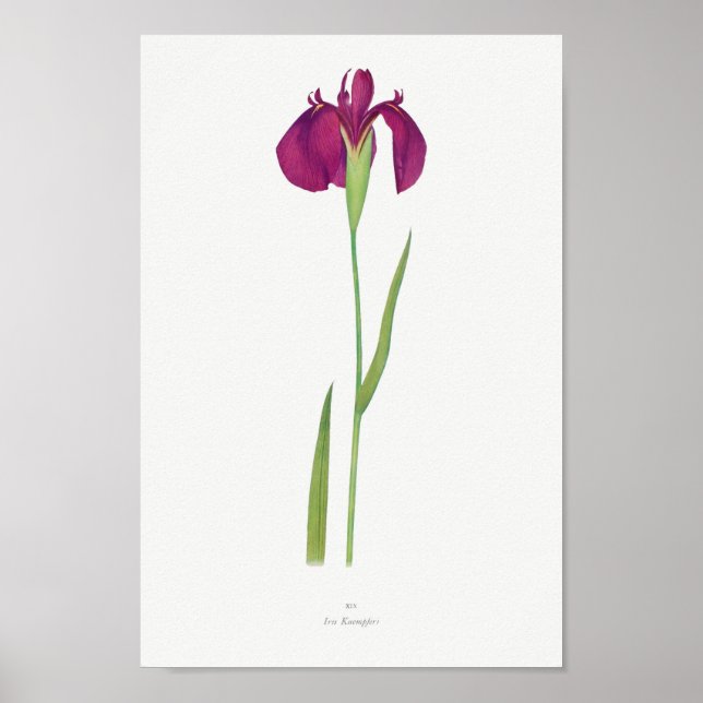 Poster Illustration botanique vintage (Devant)