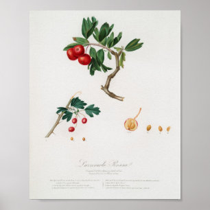 Poster Illustration botanique vintage
