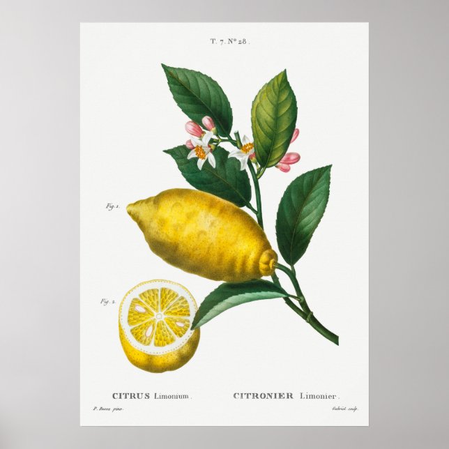 Poster Illustration botanique vintage (Devant)