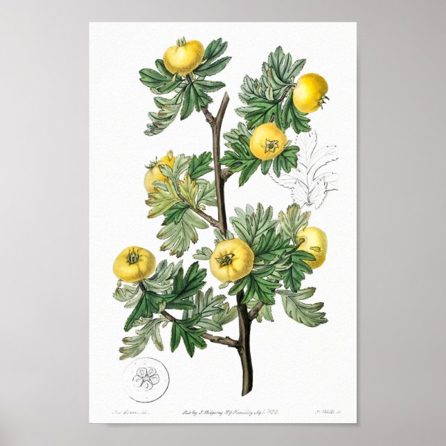Poster Illustration botanique vintage (Devant)