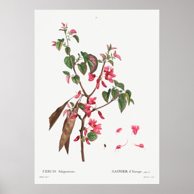 Poster Illustration botanique vintage (Devant)