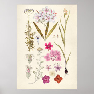 Poster Illustration botanique vintage