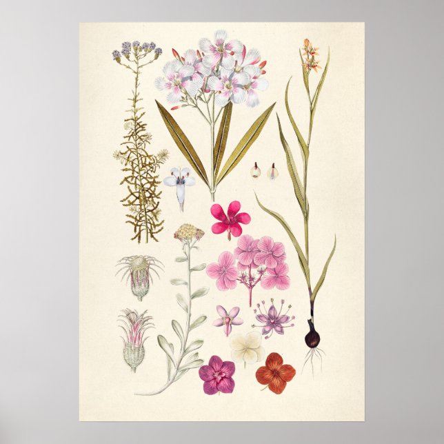 Poster Illustration botanique vintage (Devant)