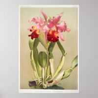 Illustration botanique vintage