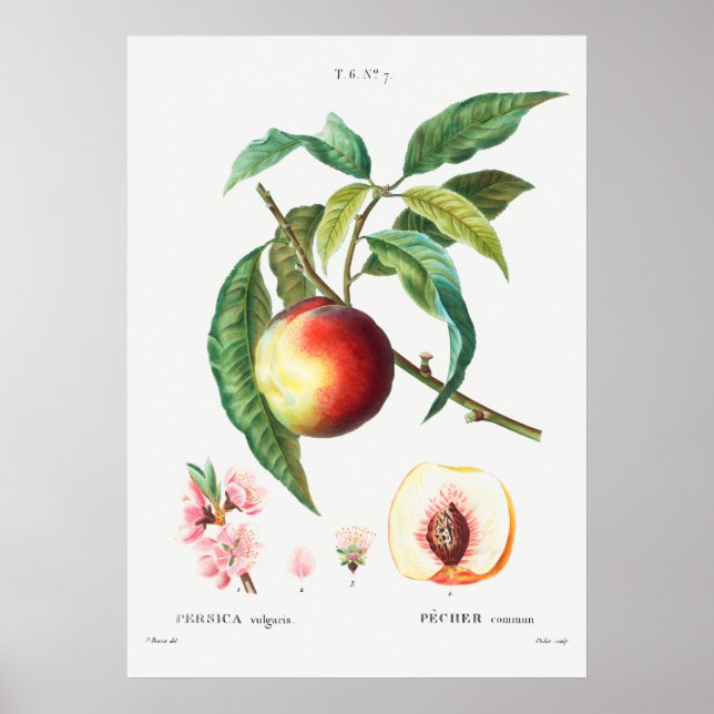Poster Illustration botanique vintage (Devant)