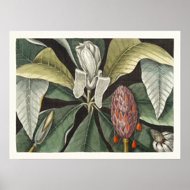 Poster Illustration botanique vintage (Devant)