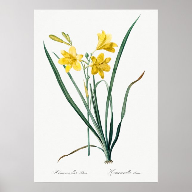 Poster Illustration botanique vintage (Devant)