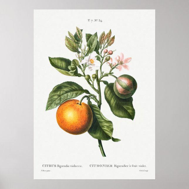 Poster Illustration botanique vintage (Devant)