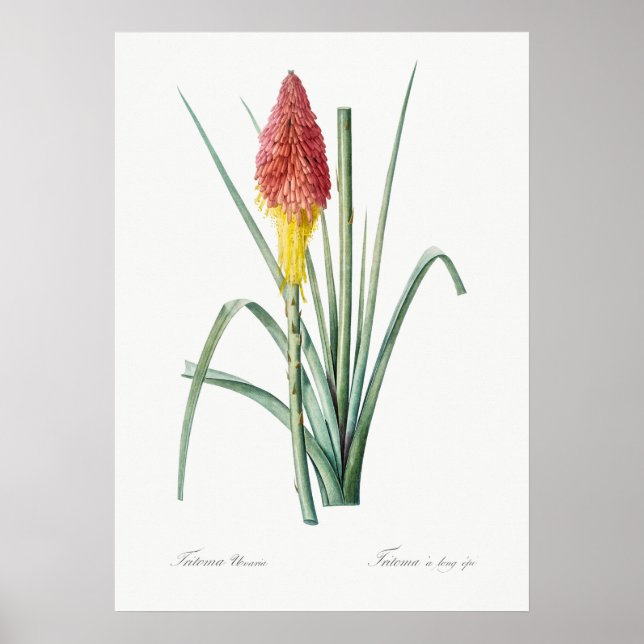 Poster Illustration botanique vintage (Devant)