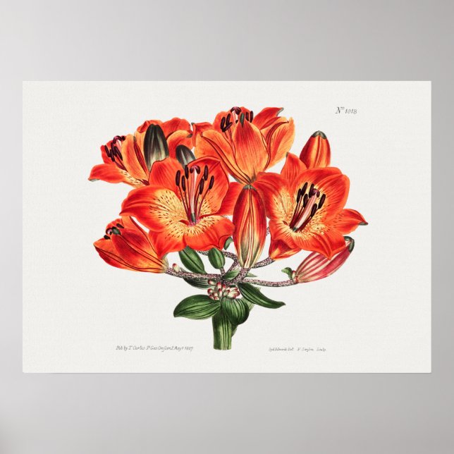 Poster Illustration botanique vintage (Devant)