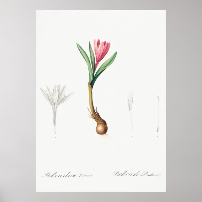Poster Illustration botanique vintage (Devant)