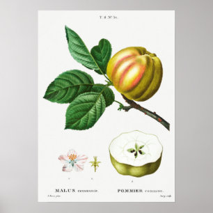 Poster Illustration botanique vintage