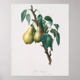 Poster Illustration botanique vintage