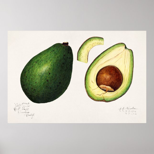 Poster Illustration botanique vintage (Devant)