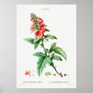 Poster Illustration botanique vintage