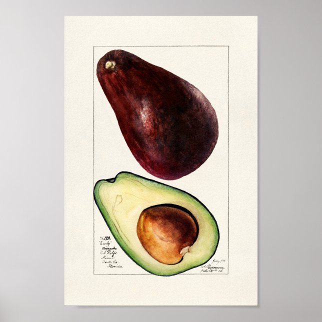 Poster Illustration botanique vintage (Devant)