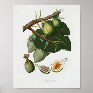 Poster Illustration botanique vintage