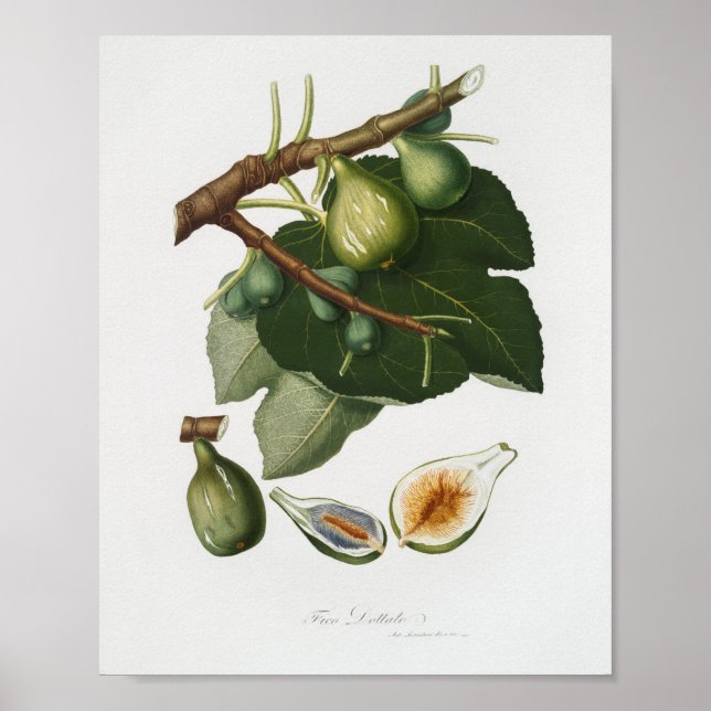 Poster Illustration botanique vintage (Devant)