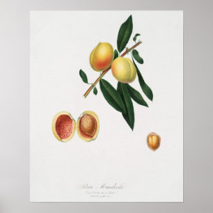 Poster Illustration botanique vintage