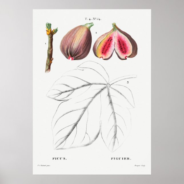 Poster Illustration botanique vintage (Devant)