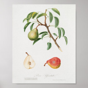 Poster Illustration botanique vintage