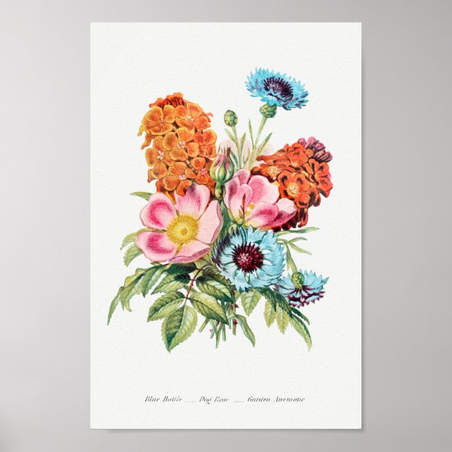 Poster Illustration botanique vintage (Devant)