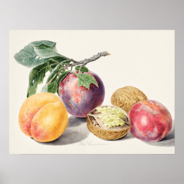 Poster Illustration botanique vintage (Devant)