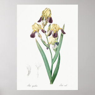 Poster Illustration botanique vintage