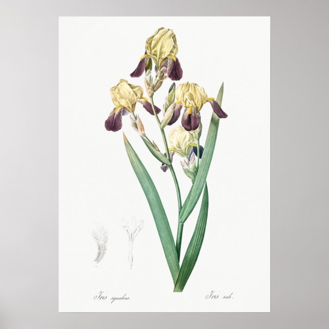 Poster Illustration botanique vintage (Devant)