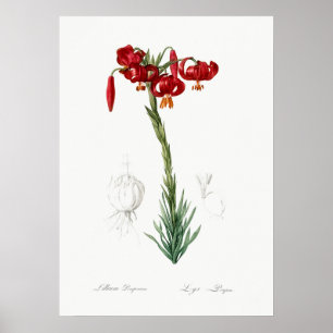 Poster Illustration botanique vintage