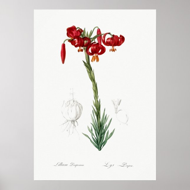 Poster Illustration botanique vintage (Devant)