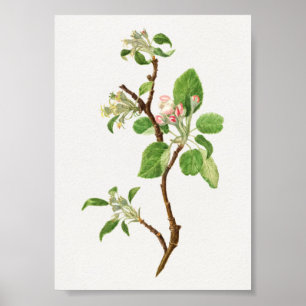Poster Illustration botanique vintage