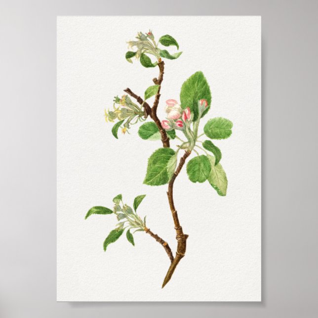 Poster Illustration botanique vintage (Devant)