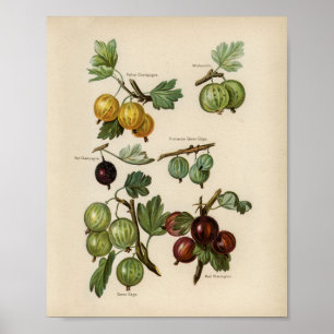 Poster Illustration botanique vintage