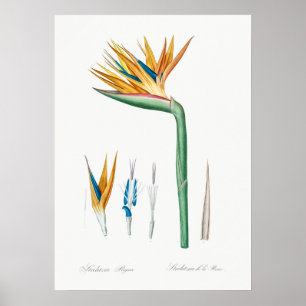 Poster Illustration botanique vintage