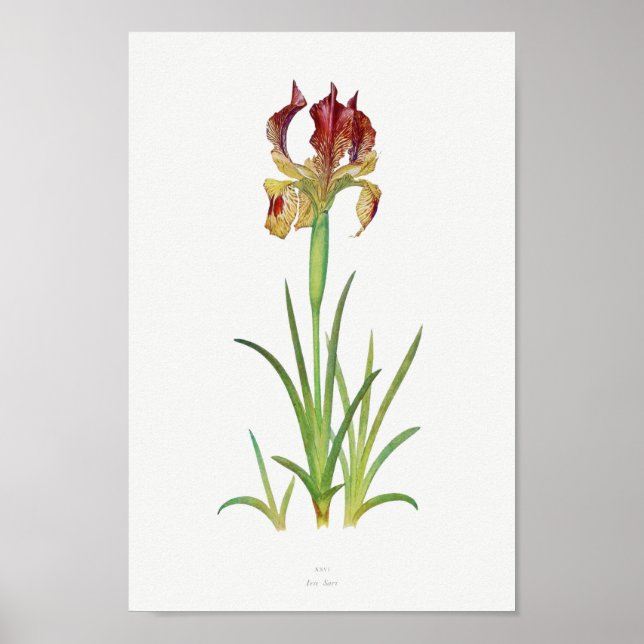 Poster Illustration botanique vintage (Devant)