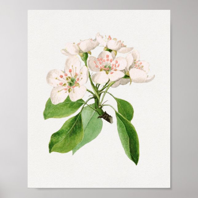 Poster Illustration botanique vintage (Devant)