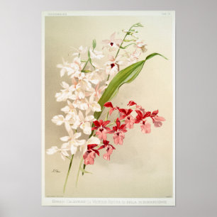 Poster Illustration botanique vintage