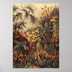 Poster Illustration botanique vintage