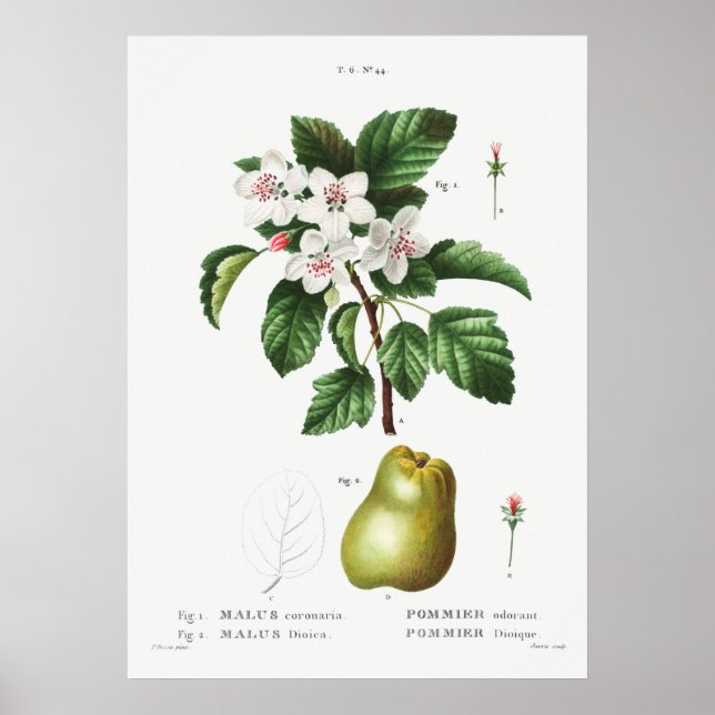 Poster Illustration botanique vintage (Devant)