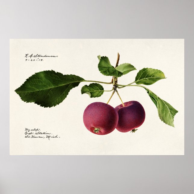 Poster Illustration botanique vintage (Devant)
