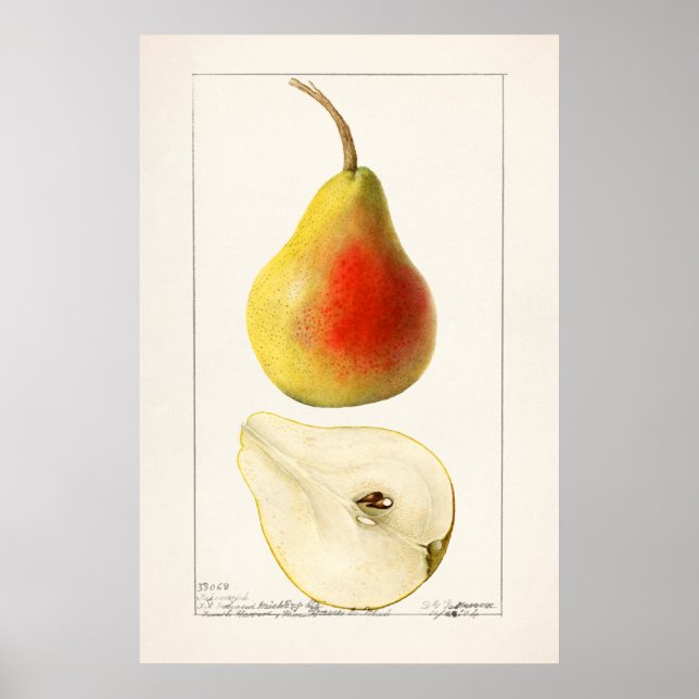 Poster Illustration botanique vintage (Devant)