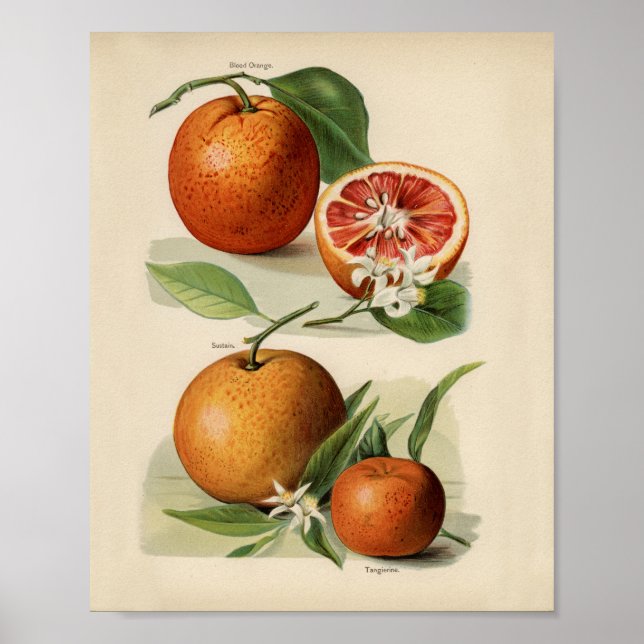 Poster Illustration botanique vintage (Devant)